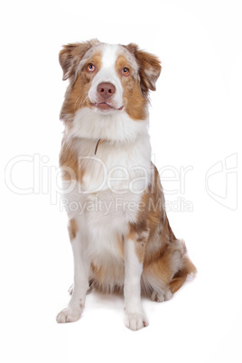 Australian Shepherd isolated on white