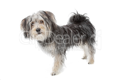 mixed breed maltese dog/yorkshire terrier