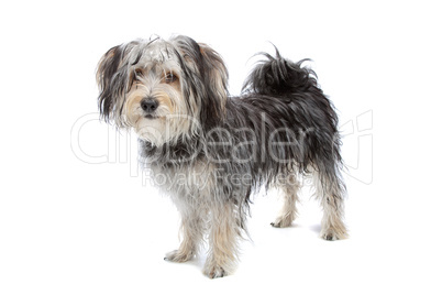 mixed breed maltese dog/yorkshire terrier