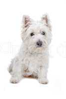 West Highland White Terrier