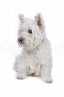 West Highland White Terrier