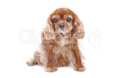 Cavalier King Charles Spaniel