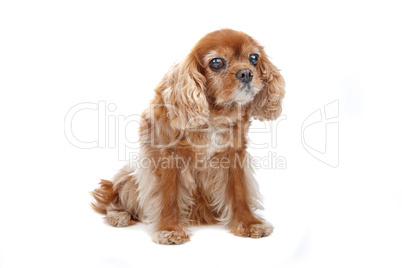 Cavalier King Charles Spaniel