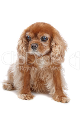 Cavalier King Charles Spaniel