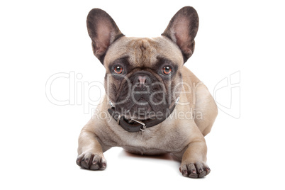 French Bulldog isolated on white