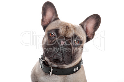 French Bulldog isolated on white