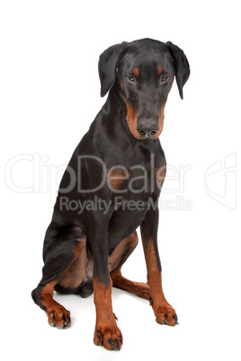 Doberman Pinscher