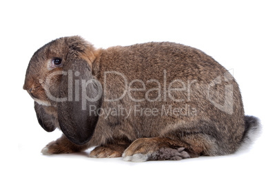 domestic rabbit