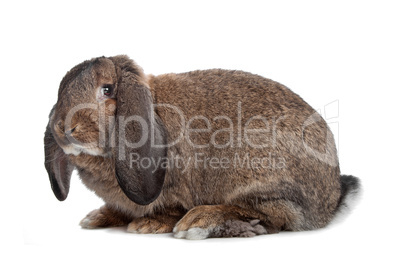 domestic rabbit