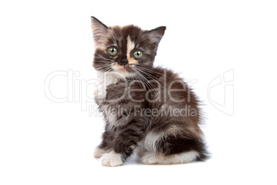 little kitten isolated on white