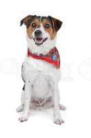 Dutch Terrier (boerenfox)