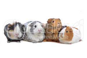 four Guinea pigs in a row