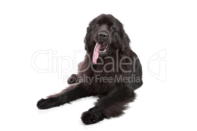 Newfoundland dog