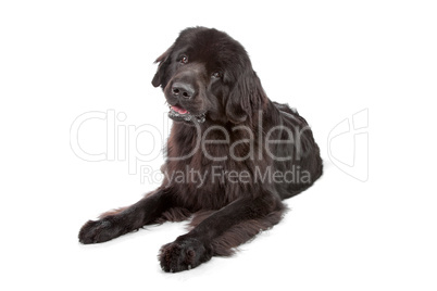 Newfoundland dog