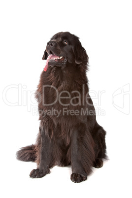 Newfoundland dog