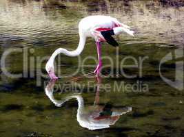 Flamingo im See