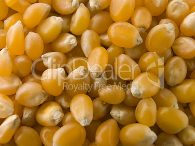 Popping Corn Maize Kernels