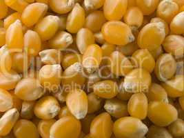 Popping Corn Maize Kernels