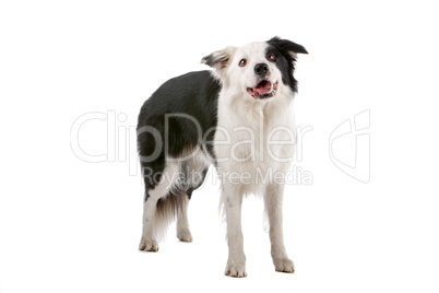 border collie sheepdog