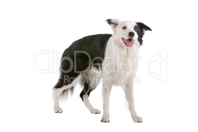 border collie sheepdog