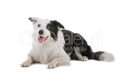 border collie sheepdog