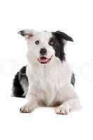 border collie sheepdog