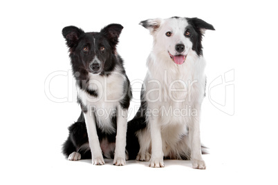 two border collie sheepdogs