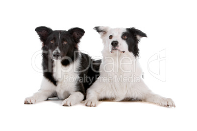 two border collie sheepdogs