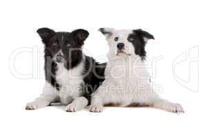 two border collie sheepdogs