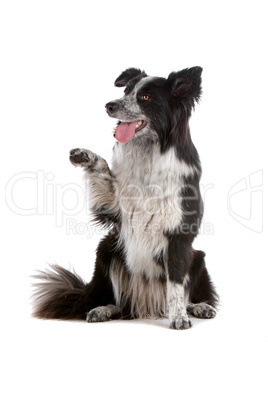 border collie sheepdog