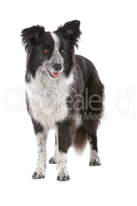 border collie sheepdog