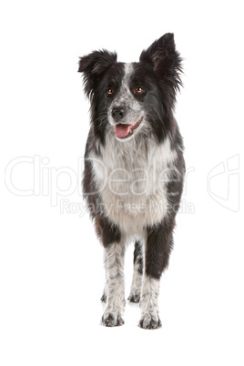 border collie sheepdog