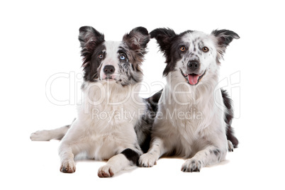 two border collie sheepdogs