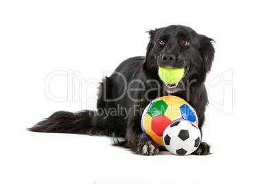 border collie sheepdog