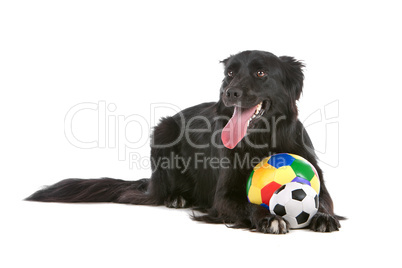 border collie sheepdog