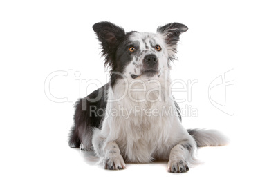 border collie sheepdog