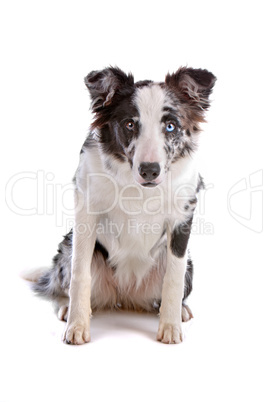 border collie sheepdog