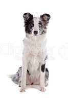 border collie sheepdog