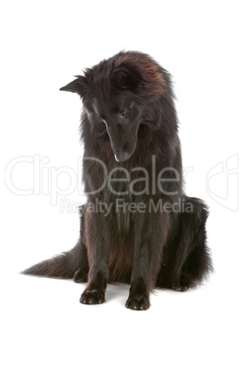 Groenendaeler or black long haired Belgium shepherd