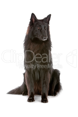 Groenendaeler or black long haired Belgium shepherd