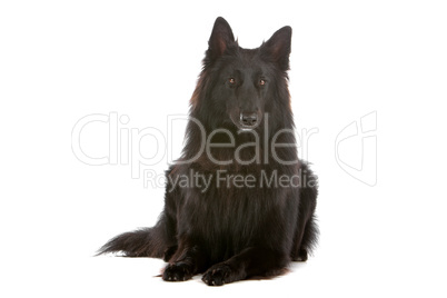 Groenendaeler or black long haired Belgium shepherd