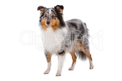 Shetland Sheepdog, Sheltie