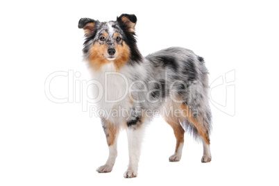 Shetland Sheepdog, Sheltie