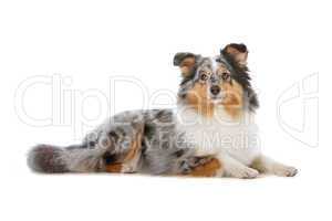 Shetland Sheepdog, Sheltie