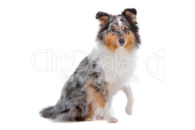 Shetland Sheepdog, Sheltie