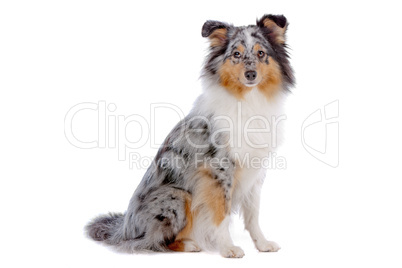 Shetland Sheepdog, Sheltie