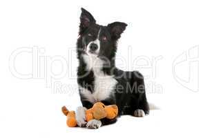 border collie sheepdog