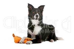 border collie sheepdog