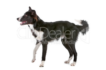 border collie sheepdog