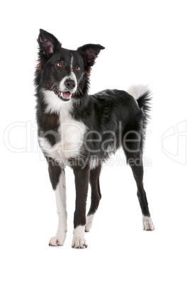 border collie sheepdog